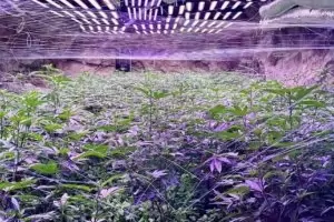 ГДБОП откри супер оранжерия за канабис в мина