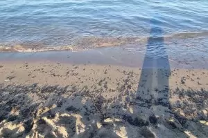 Напук на мазута властите обявиха морето за кристално чисто