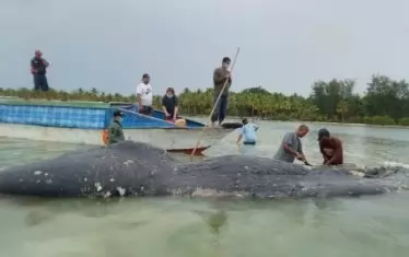 В Индонезия откриха мъртъв кит, погълнал 6 кг пластмаса