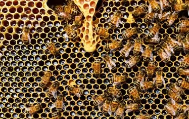 Агенцията по храните не вижда масов мор на пчели