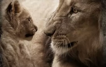 Две новородени лъвчета починаха в зоопарк в Хасково