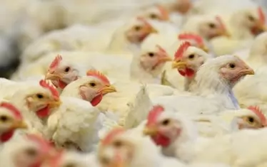 Германски съд: Масовото умъртвяване на мъжки пилета може да продължи