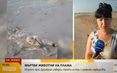 Морето край Дуранкулак изхвърли мъртви кози