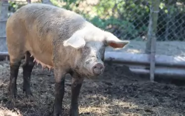 Свинската чума е до Перник
