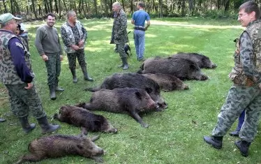 Откриват ловния сезон за диви прасета