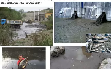 При изпускането на утайките животът в реката буквално се убива. Кадрите с мъртвия шаран са от с. "Ботуня". Специалистите от "Балканка" са категорични, че преграждането на реките вреди както на видовете,  така и на миграцията на седименти, което води допълнително до вкопаване на реките и дънна ерозия. Така реките заприличват на канали и при наводнения водите са много по-високи от обичайното, обясняват експертите.