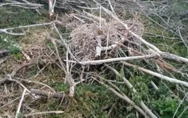 Вандали унищожиха гнездата на кормораните край Дуранкулак