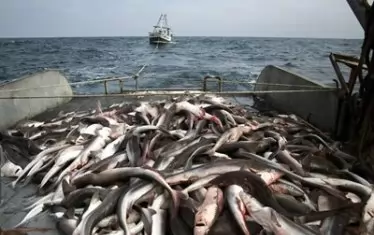Фирмите за улов и преработка на риба ще бъдат подпомогнати с 16 млн. лв. 