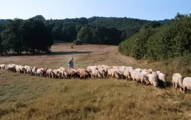 БАБХ най-сетне "откри" загадъчната 
болест по овцете в Карнобат