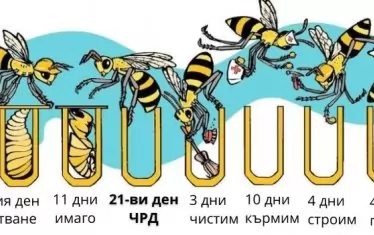 Пчелите живеят 50-60 дни, но пък животът им е много интересен.