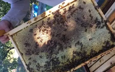 При пърхането и жуженето пчелите създават около себе си силно биомагнитно поле. То се усеща на около един метър от кошера и влияе много ползотворно на човешкия организъм.