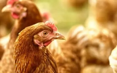 Селяни откриха масов гроб на избити кокошки край лековит извор