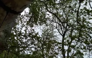 Короната на дървото.