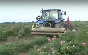 Протестиращи производители унищожават розови полета в Казанлък