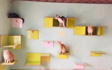 Щастливи афганистански котки.