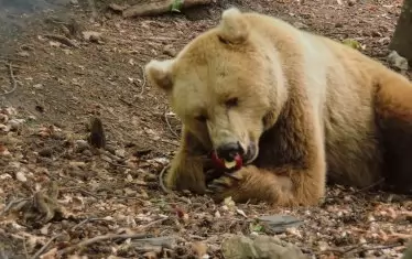 За мечките и хората срещите в Белица са предсказуеми