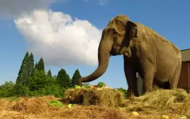 Почина доайенът на софийския зоопарк - слоницата Артайда