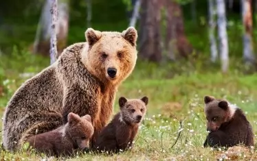 Кафяви мечки подяждат държавния бюджет 