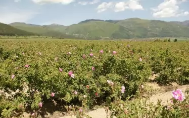 България и Франция ще бранят заедно розовото масло 