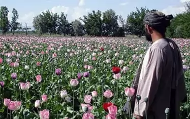 Талибаните забраниха с указ отглеждането на опиумен мак в Афганистан
