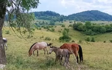 Пътят от Враца към пещерата Леденика предлага редица живописни пейзажи от Стара планина.