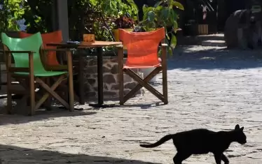 Котките са господарки на положението.