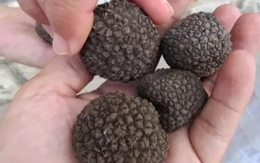 Сушата доведе до бум на черни трюфели в Родопите