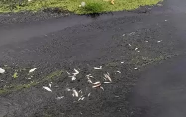 Измирането на риба в Родопите стана епидемия 