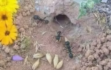 Мравки показаха нов начин за съхранение на зърно