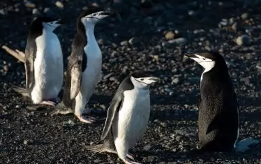 Птичият грип стигна до Антарктика и уби над 200 пингвина