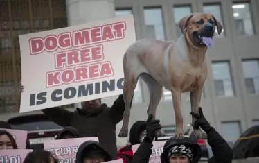 В Южна Корея забраниха употребата на кучешко месо