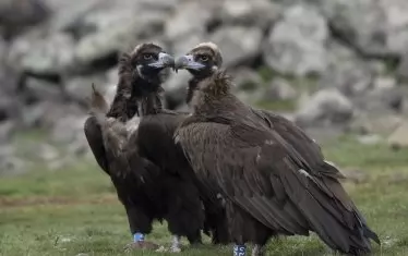 Черни лешояди гнездят в Източните Родопи за пръв път от 30 години