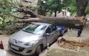 Дърво падна върху автомобил до Пето РПУ в центъра на София 