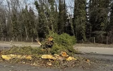 Жена е ранена, след като дърво падна върху кола на "Цариградско шосе"