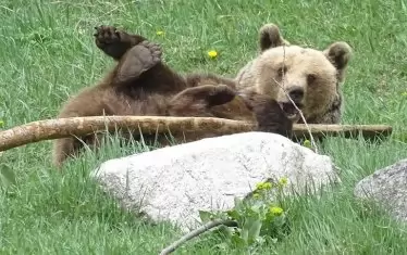 Мечка от Белица спа цели 5 месеца и половина