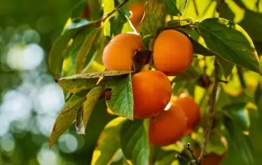 Райски ябълки и черни златки "изяждат" черешите