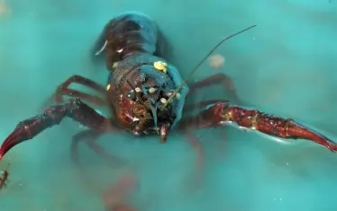 Учени засякоха омари край българския бряг